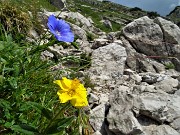 87 Lino celeste (Linum alpinum) con Ranuncolo montano (Ranunculus montanus)(